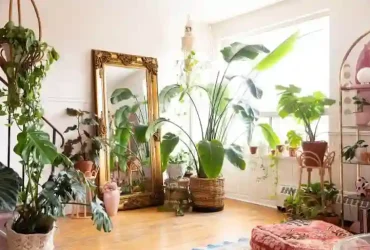 Best indoor house plant