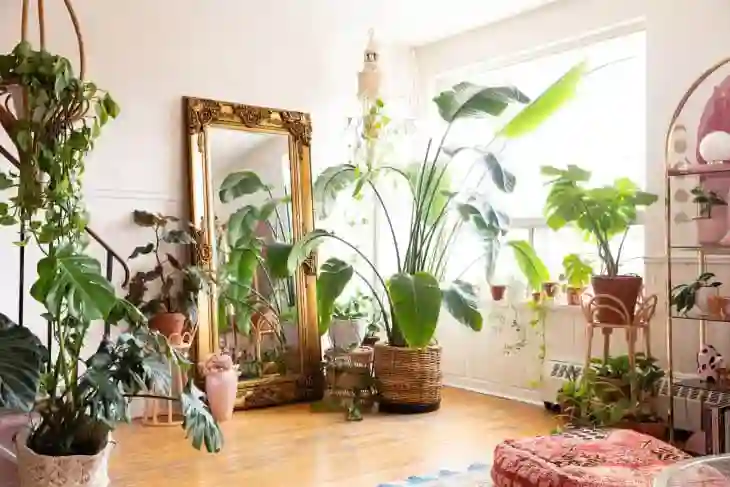 Best indoor house plant