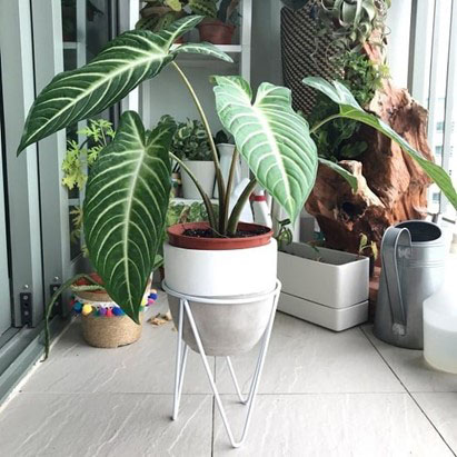 Xanthosoma -Best indoor house plants 