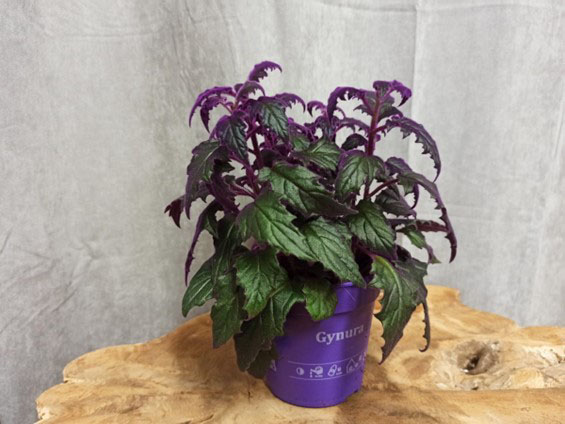 Velvet plant or purple passion