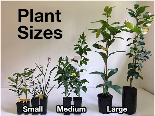 Medium Sized Plant Pots