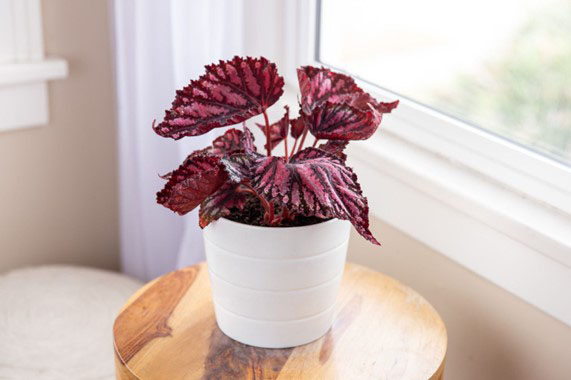 Begonia rex or King Begonia or Printed leaf Begonia