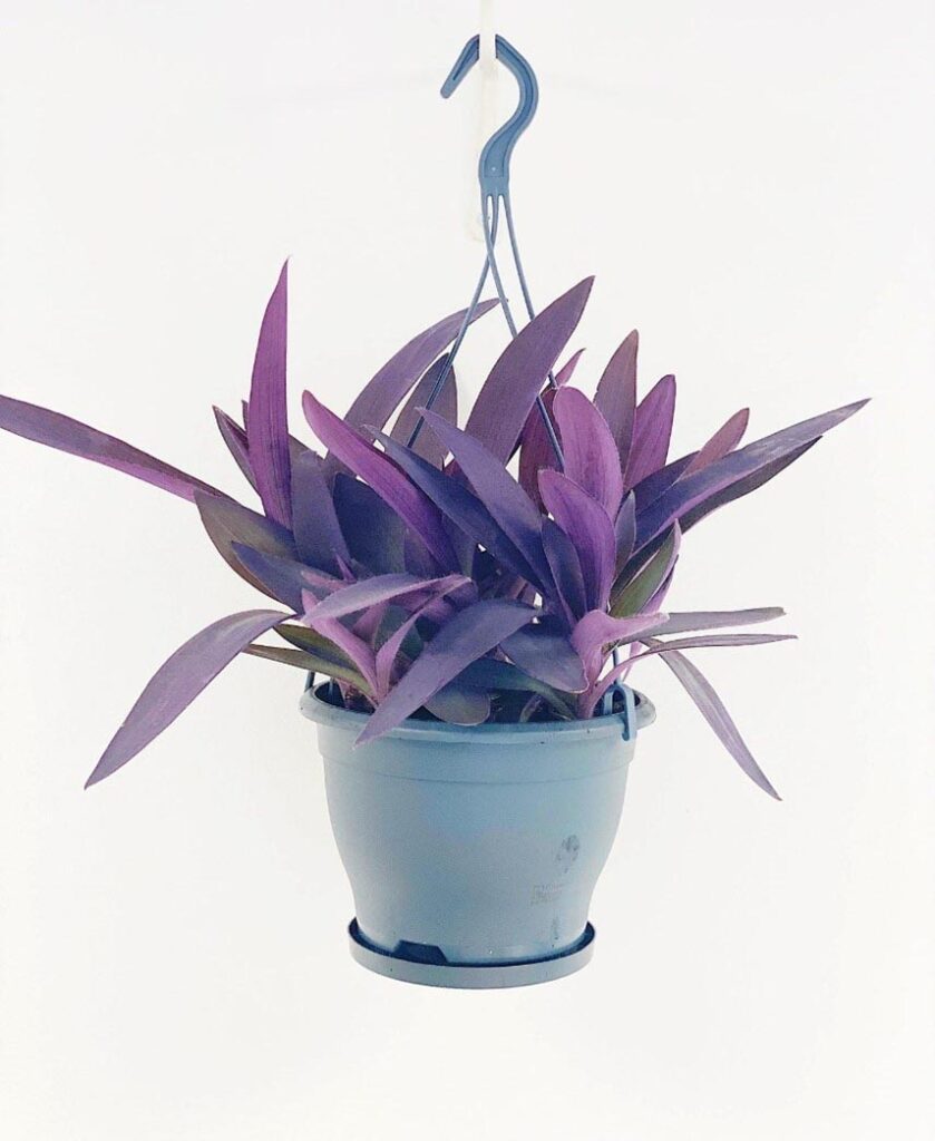 Purple queen or Tradescantia Pallida best indoor house plants