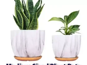 medium sized plant pots