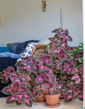 Coleus neochilus or Lobster bush or fly bush plant