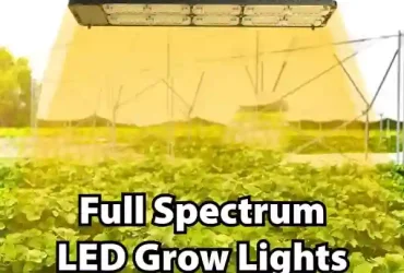 Full Spectrum LED Grow Lights