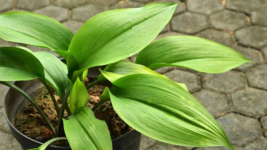 Aspidistra (Cast Iron Plants)
