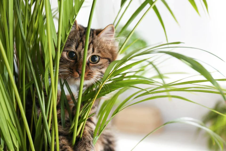 best indoor plants cat safe