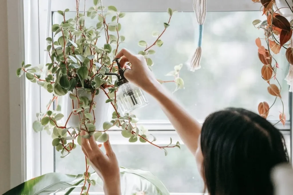 medium light indoor plants