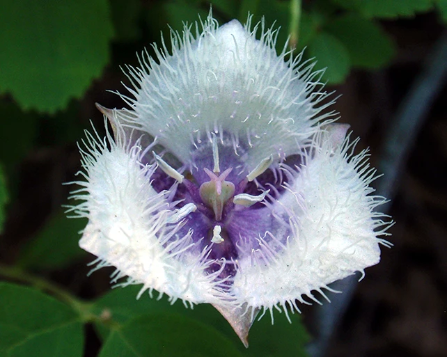 Cat ear plant