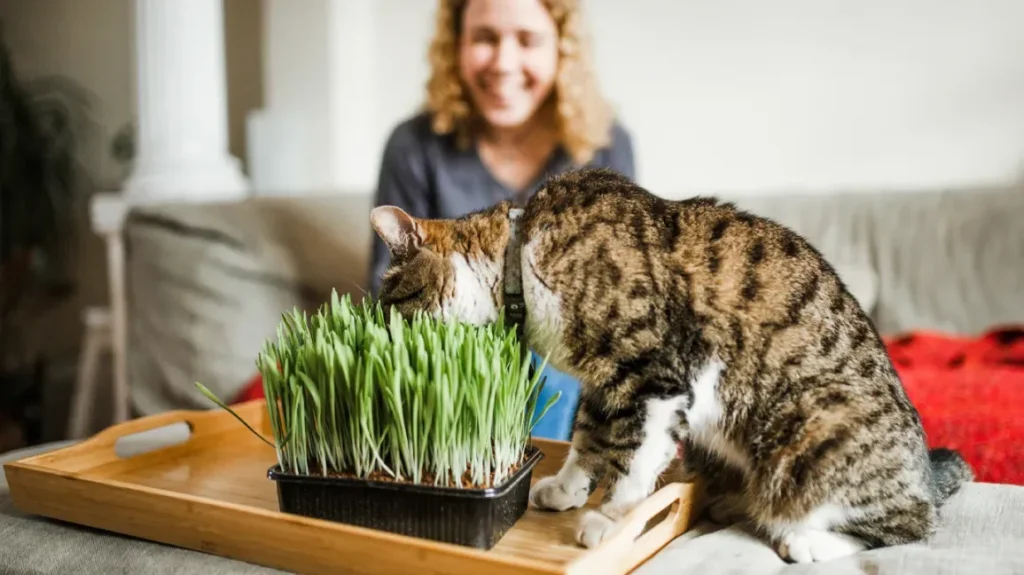 cat safe herbs to grow indoors