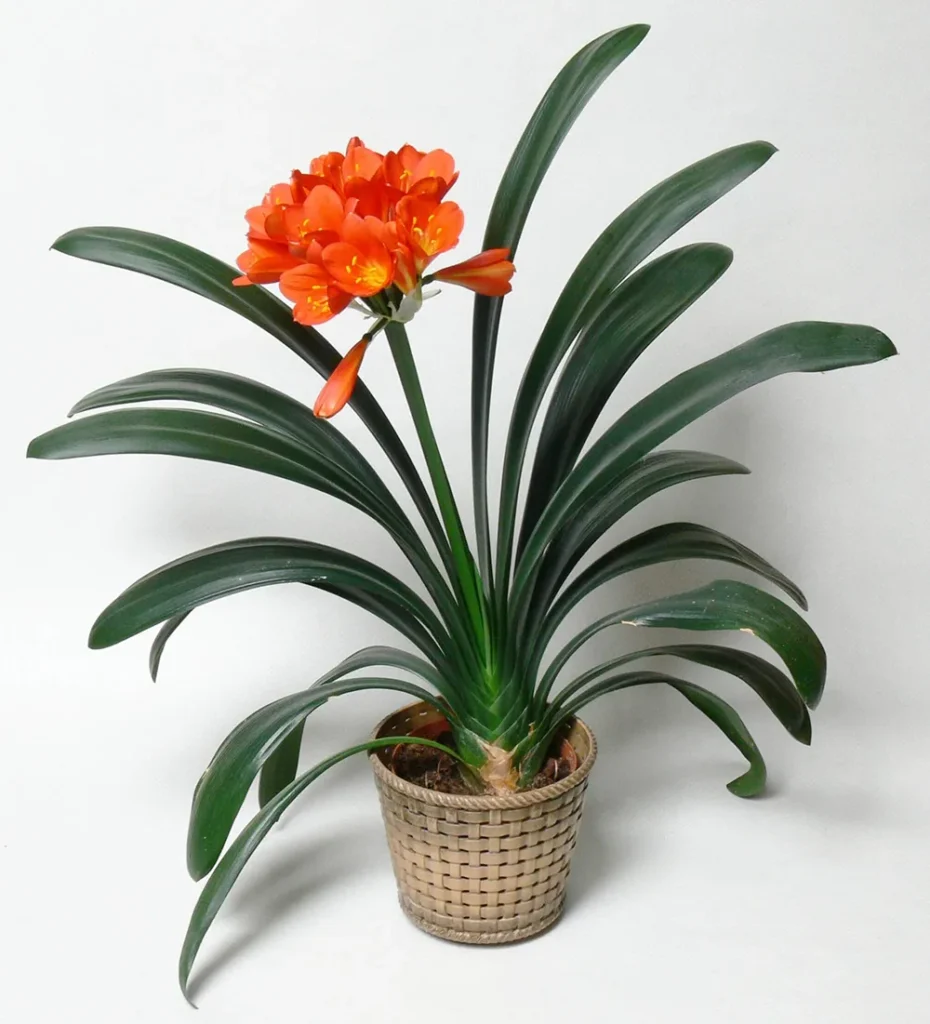 Clivia plants 