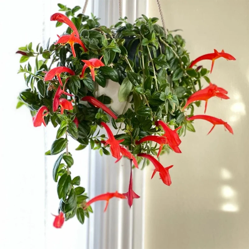 best hanging indoor plants for low light