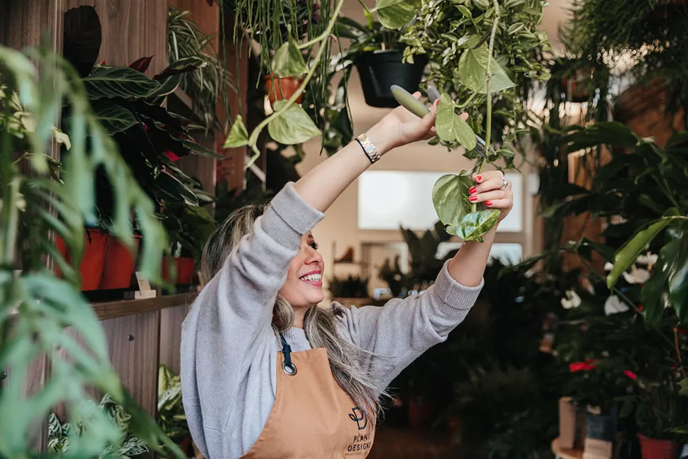 medium light indoor plants