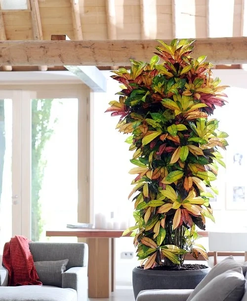 large houseplant low light- Croton