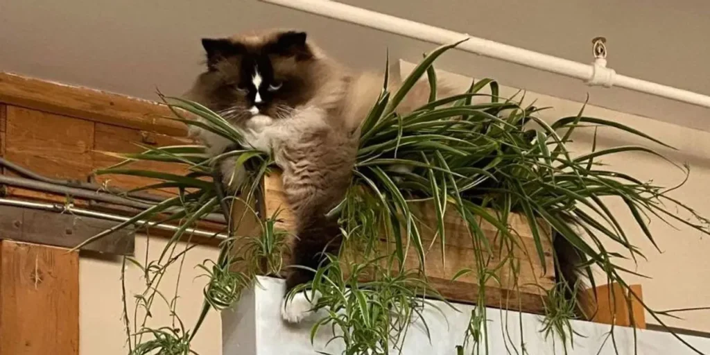 best indoor plants cat safe