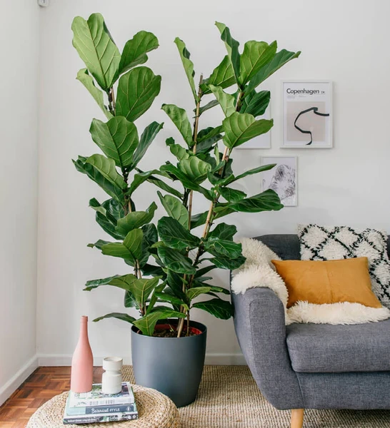 Fiddle Leaf Fig  Plants