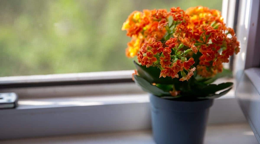 
Kalanchoe  plants 