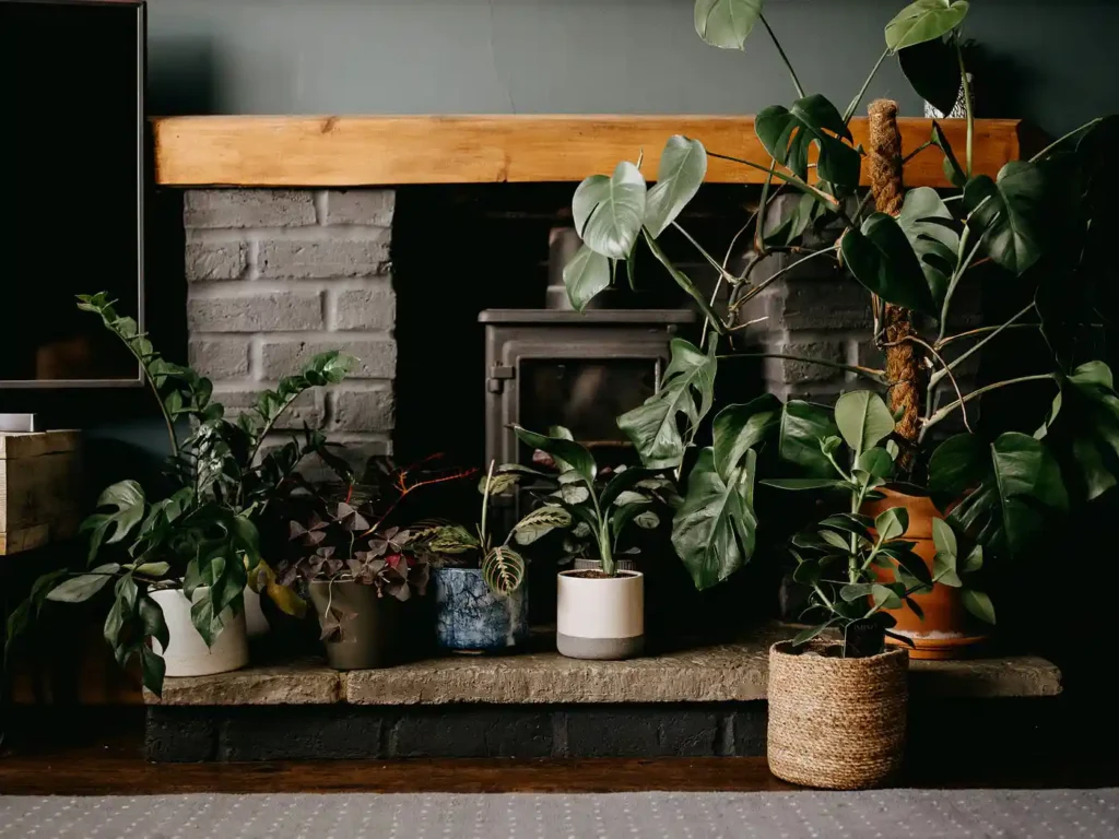 best indoor plants for low light and low humidity