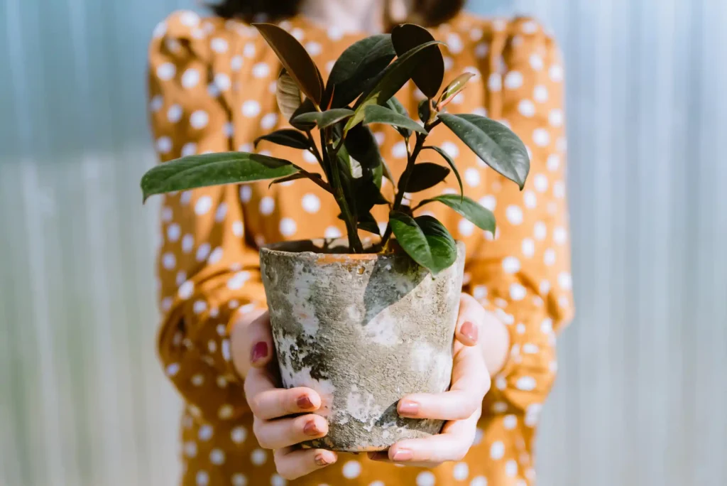 Indoor Plants of Low Light