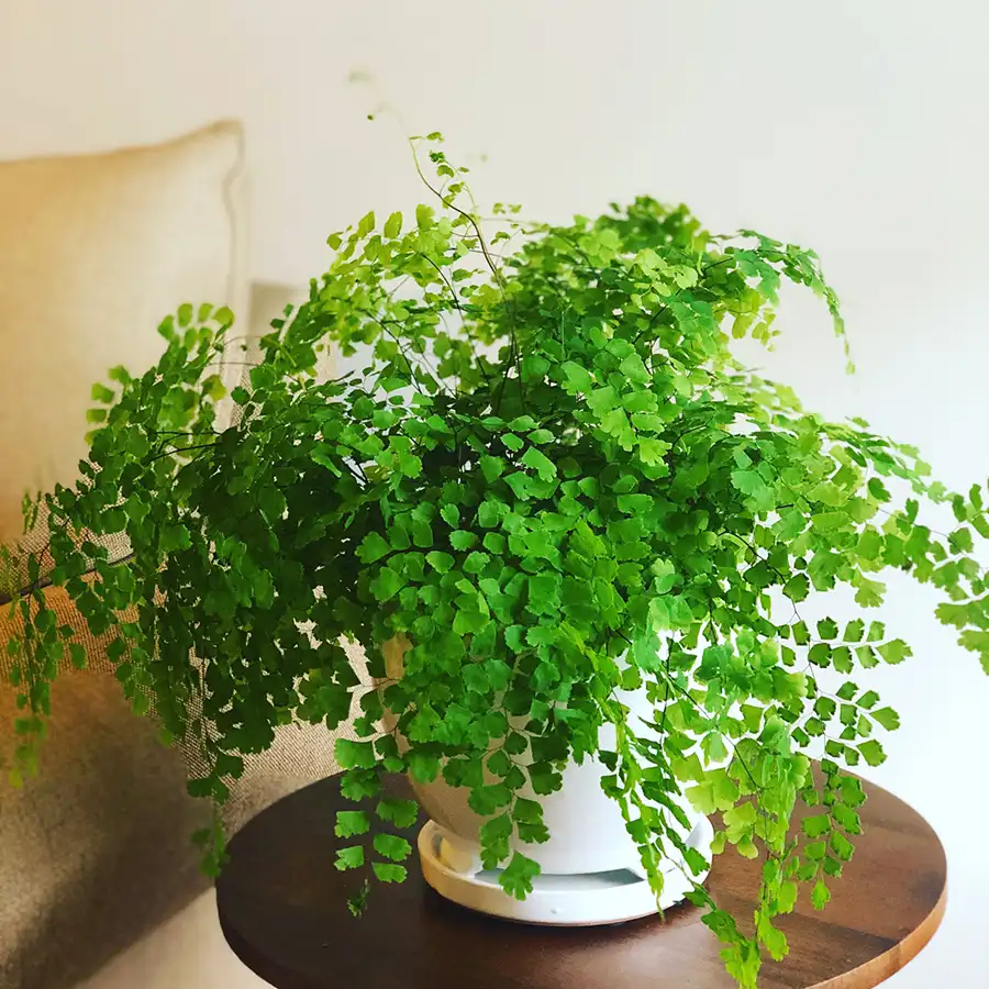 Maidenhair fern