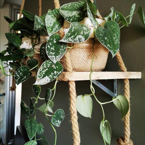 Easy growing indoor hanging houseplants