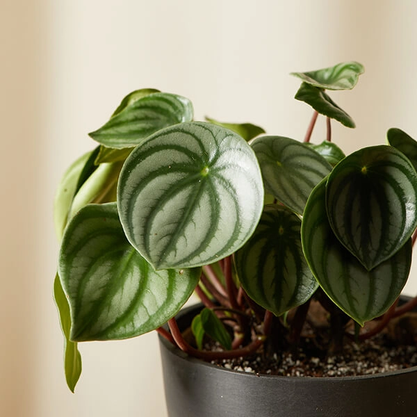 Peperomia plants