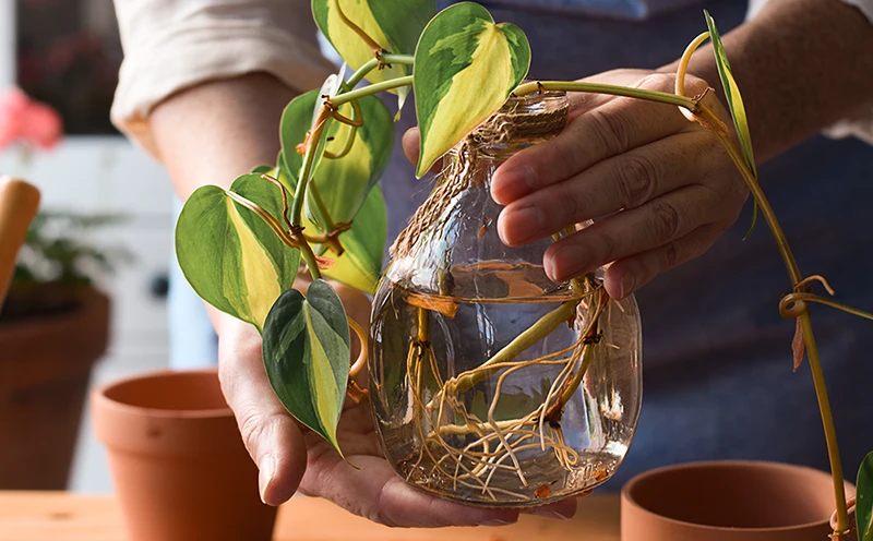 how to propogate pilea 