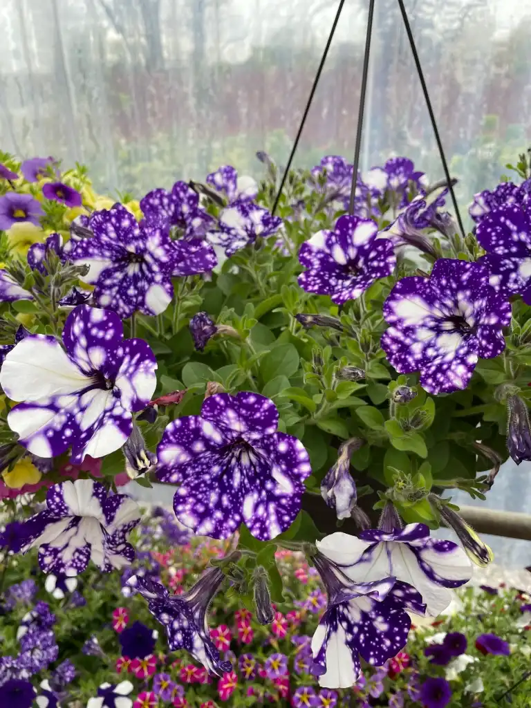 purple petunia with white spots