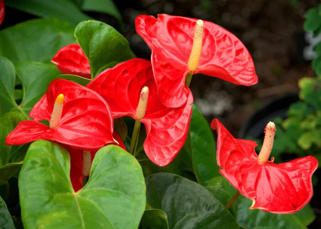 Peace Lily  Plants