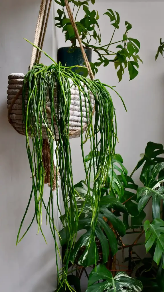  Rhipsalis plants