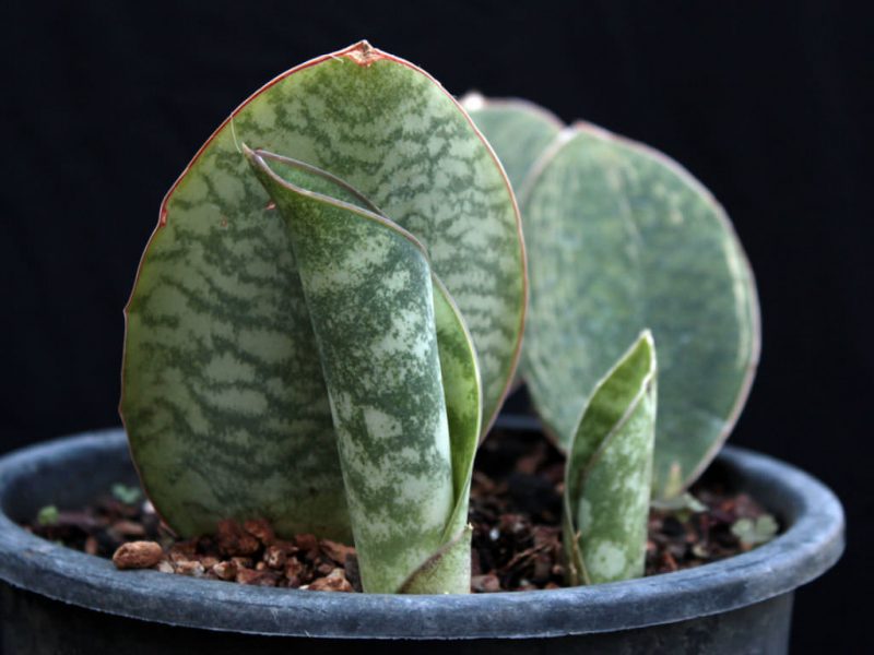 Snake plant