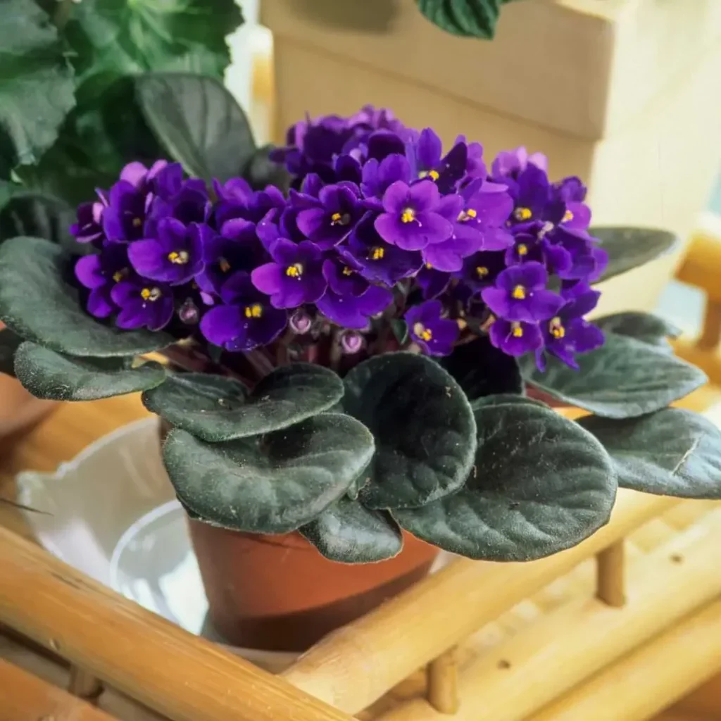 best indoor plants cat safe-African violet