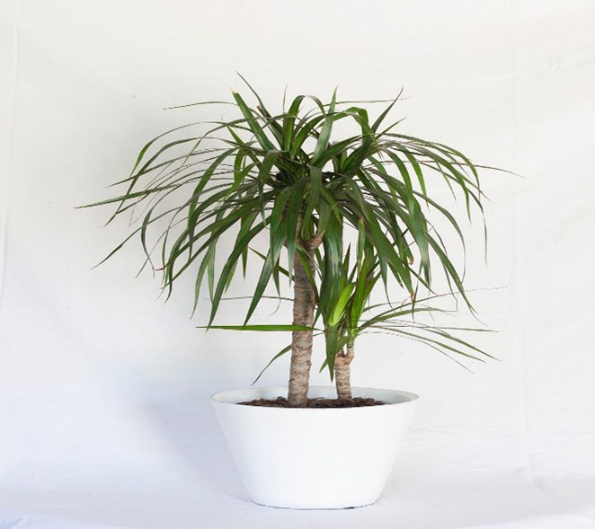  ARECA indoor air purifying plants