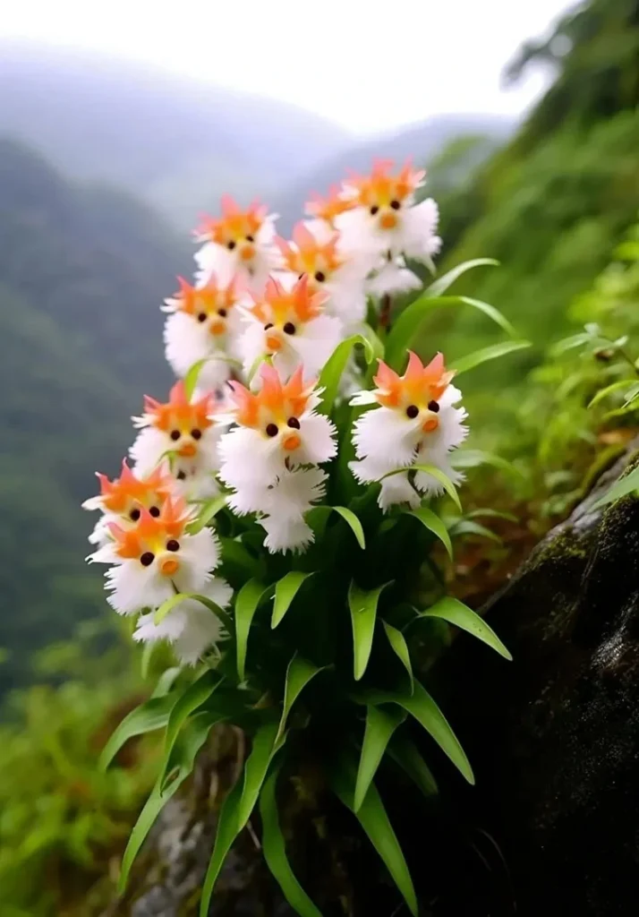 plants that look like cats face