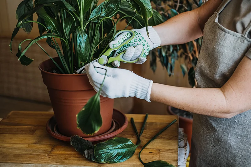 Easy growing indoor hanging house plants