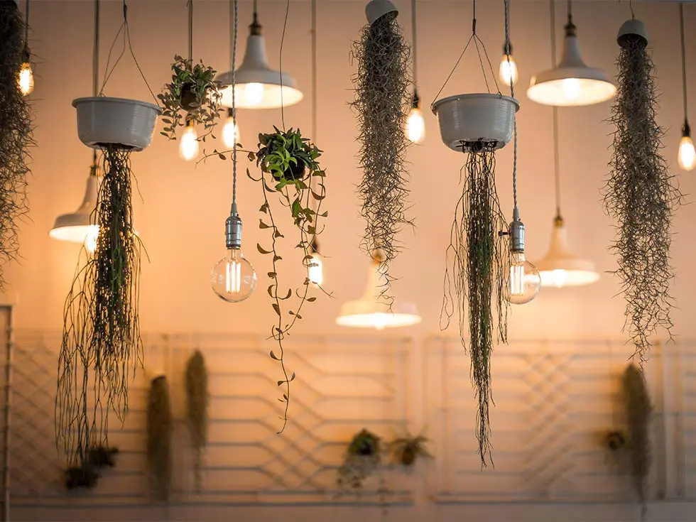 Easy growing indoor hanging house plants