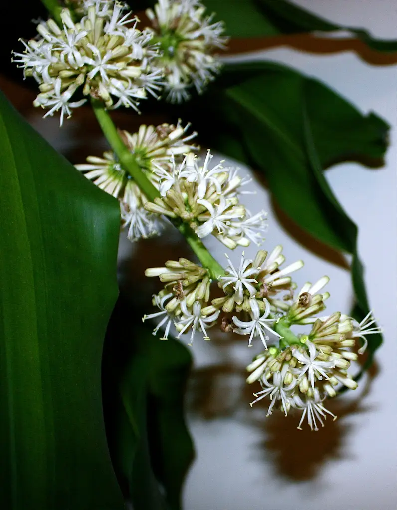 Corn Plant flower