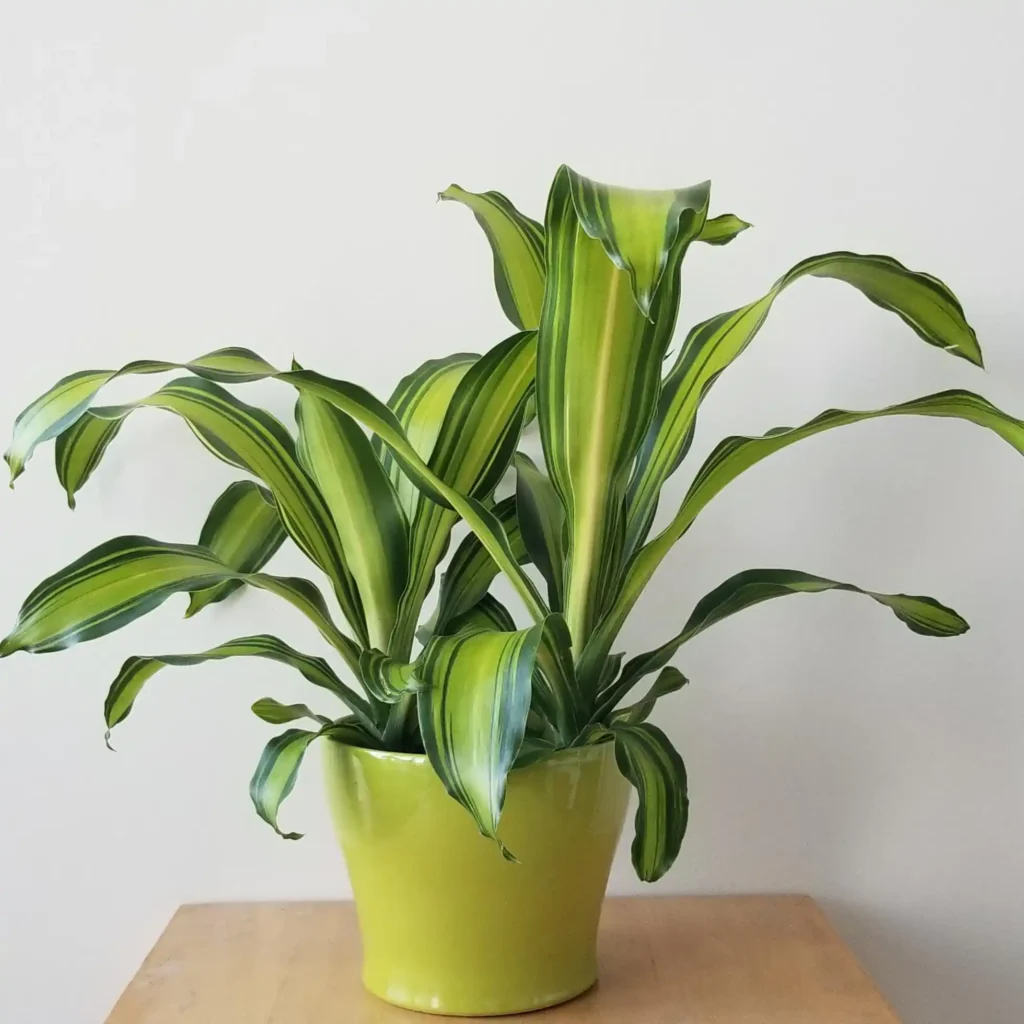 Dracaena Plants