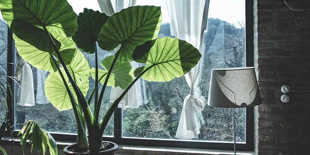 Best indoor house plants- Elephant ear