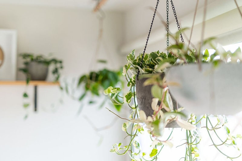 Easy growing indoor hanging house plants