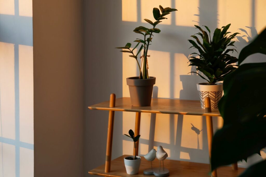 Indoor Plants of Low Light