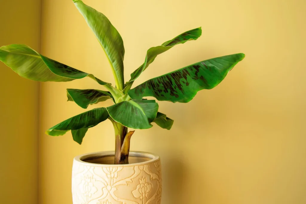 indoor trees cat safe -Banana Plants