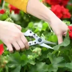 Pruning Shears