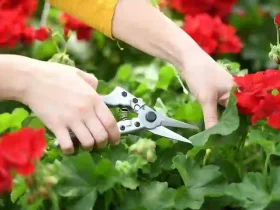 Pruning Shears