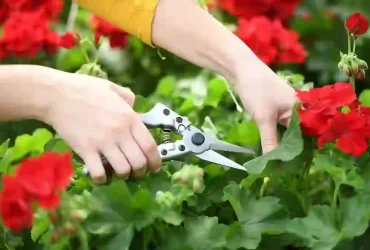 Pruning Shears