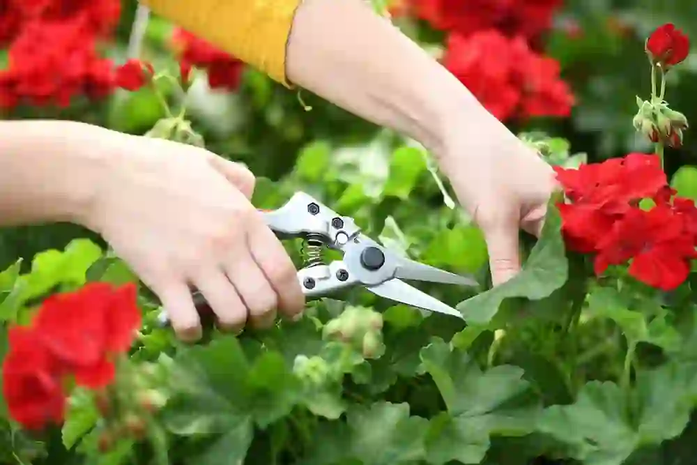 Pruning Shears