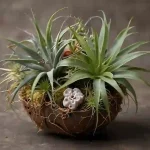 Air plant care