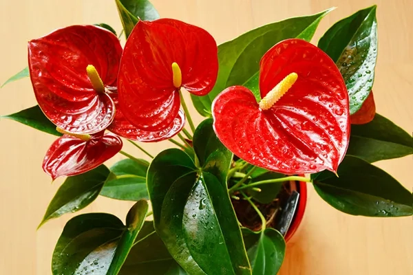 Anthurium-Red indoor plants 