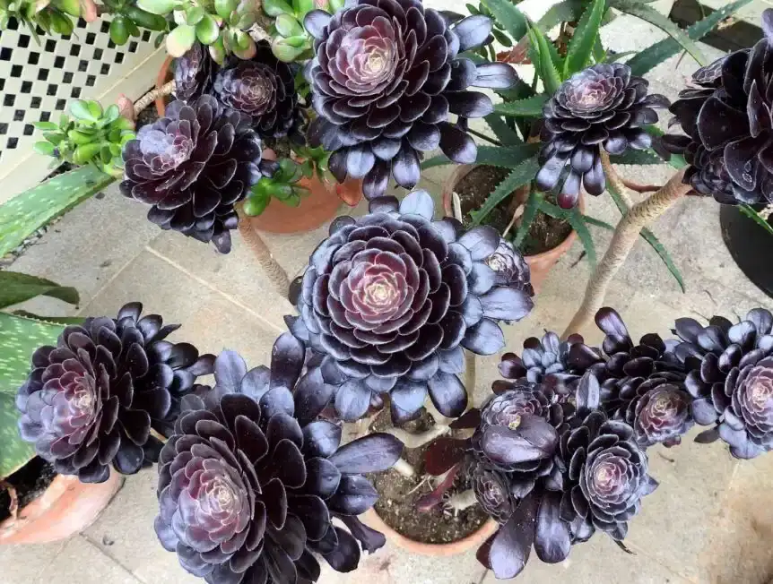 
Black-Aeonium-‘Black-rose-plants